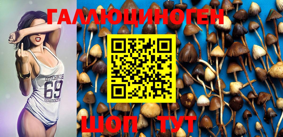 Псилоцибиновые грибы мицелий Пятигорск